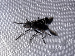 Tritoxa flexa