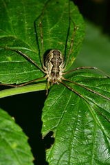 Mitopus morio