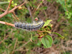 Bombycomorpha bifascia