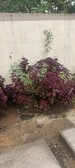 Coleus scutellarioides