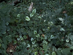Lamium galeobdolon argentatum