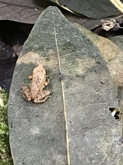 Anura