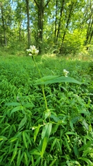 Persicaria sagittata