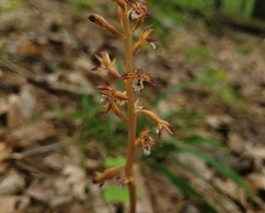 Corallorhiza maculata maculata