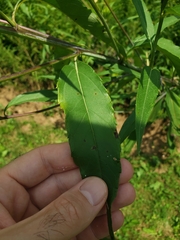 Helianthus grosseserratus