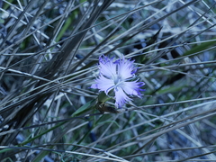 Dianthus hyssopifolius