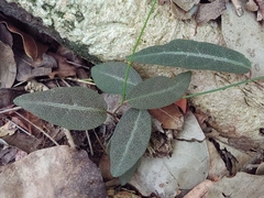 Stigmaphyllon emarginatum