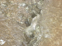 Pachygrapsus marmoratus