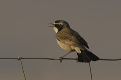 Oenanthe pileata pileata