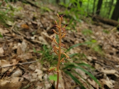 Corallorhiza maculata maculata