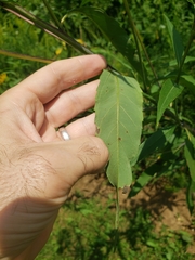 Helianthus grosseserratus