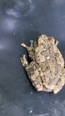 Hyla chrysoscelis
