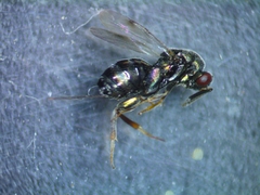 Torymidae
