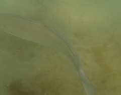 Cynoscion parvipinnis