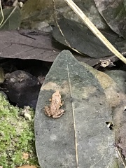 Anura