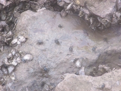 Pachygrapsus marmoratus