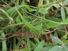 Acrida cinerea