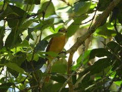 Pachyramphus castaneus