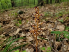 Corallorhiza maculata maculata