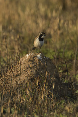 Oenanthe pileata pileata