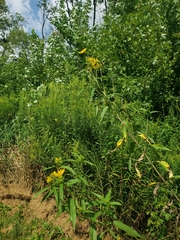 Helianthus grosseserratus