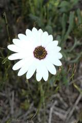 Dimorphotheca nudicaulis
