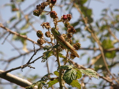 Locusta migratoria
