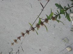 Leonurus pseudomacranthus