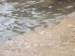 Pachygrapsus marmoratus