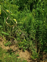 Helianthus grosseserratus