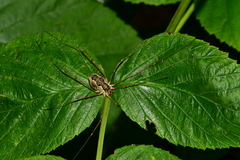 Mitopus morio
