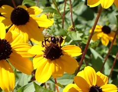 Eristalis transversa