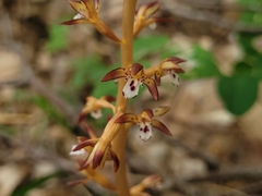 Corallorhiza maculata maculata