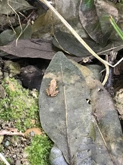 Anura