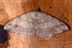 Macaria bisignata