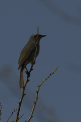 Cossypha caffra caffra