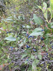 Vaccinium corymbosum