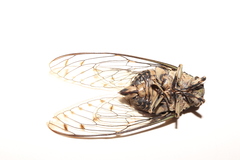 Hyalessa maculaticollis