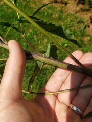 Helianthus grosseserratus