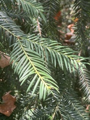 Taxaceae