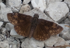 Erynnis