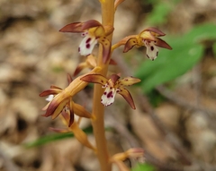Corallorhiza maculata maculata
