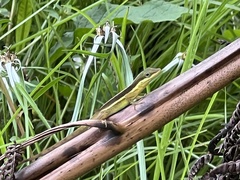 Anolis pulchellus