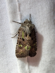 Lacinipolia renigera