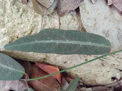 Stigmaphyllon emarginatum