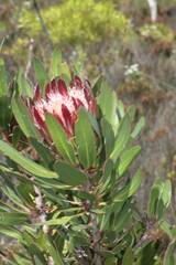 Protea obtusifolia