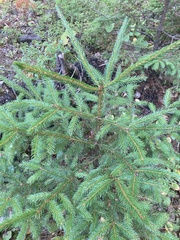 Picea rubens