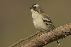 Plocepasser mahali mahali