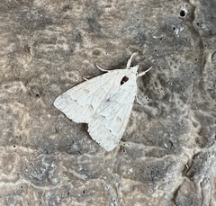 Acronicta innotata