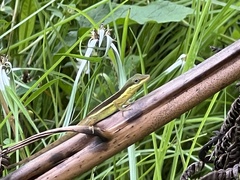 Anolis pulchellus